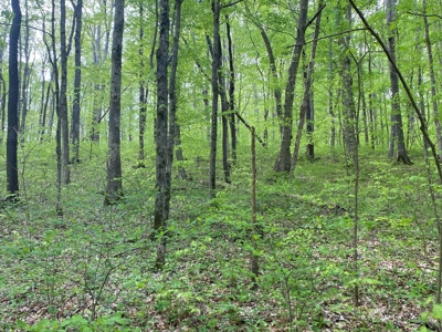 Hunting, Recreational & Timberland Tract For Sale in KY - image 33
