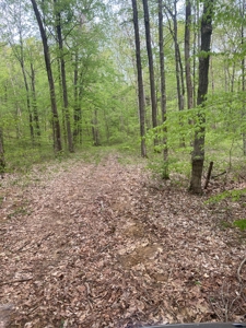 Hunting, Recreational & Timberland Tract For Sale in KY - image 47
