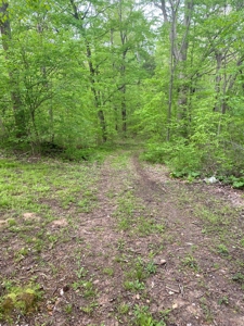 Hunting, Recreational & Timberland Tract For Sale in KY - image 48