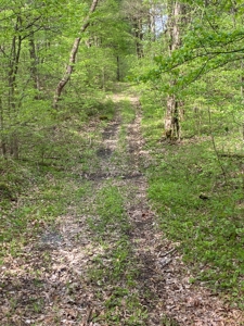 Hunting, Recreational & Timberland Tract For Sale in KY - image 14