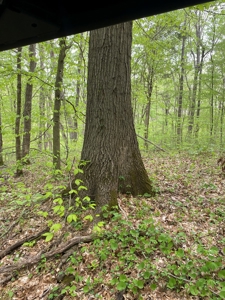Hunting, Recreational & Timberland Tract For Sale in KY - image 28
