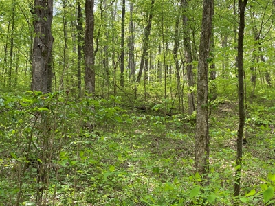 Hunting, Recreational & Timberland Tract For Sale in KY - image 17