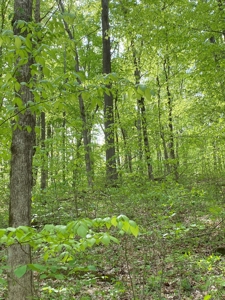 Hunting, Recreational & Timberland Tract For Sale in KY - image 18