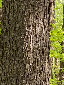 Hunting, Recreational & Timberland Tract For Sale in KY - image 11
