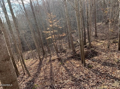 Prime 3-acre Wooded Lot in Lone Mountain Shores - image 5