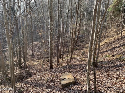 Prime 3-acre Wooded Lot in Lone Mountain Shores - image 4