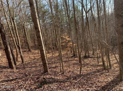 Prime 3-acre Wooded Lot in Lone Mountain Shores - image 3
