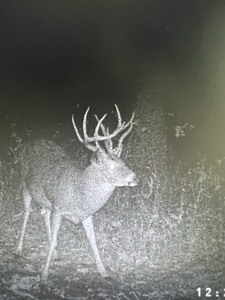 220 acres Northeast MO Combo Hunting Farm - image 7