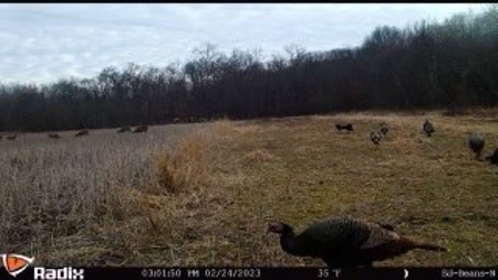 220 acres Northeast MO Combo Hunting Farm - image 2