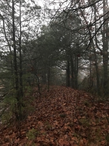 Ozarks Hobby Farm Near Salem Arkansas - image 31