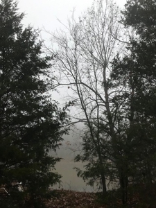 Ozarks Hobby Farm Near Salem Arkansas - image 30