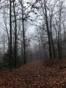 Ozarks Hobby Farm Near Salem Arkansas - image 34