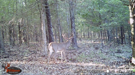 Ozarks Hobby Farm Near Salem Arkansas - image 28