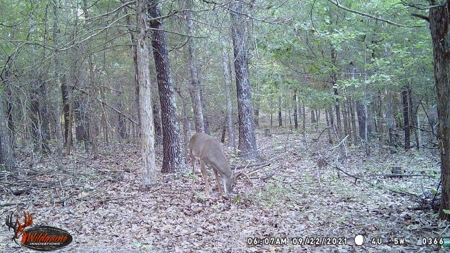 Ozarks Hobby Farm Near Salem Arkansas - image 26