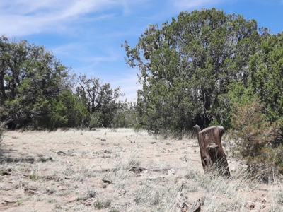 Gorgeous secluded off grid property - image 2