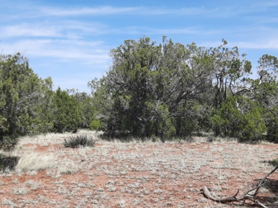 Gorgeous secluded off grid property - image 4