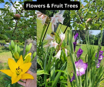 Historic Home For Sale, Fruit Trees, Garden, No Restrictions - image 36