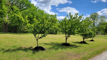 Historic Home For Sale, Fruit Trees, Garden, No Restrictions - image 3