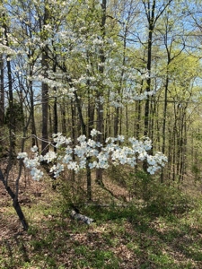 Charming 40-Acre Park-Like Setting - image 14