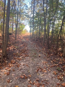 Charming 40-Acre Park-Like Setting - image 4