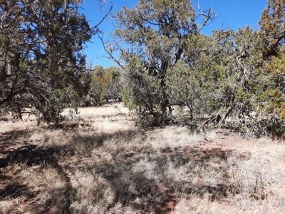 Very Secluded 37 acre off grid mountain hunting property - image 4