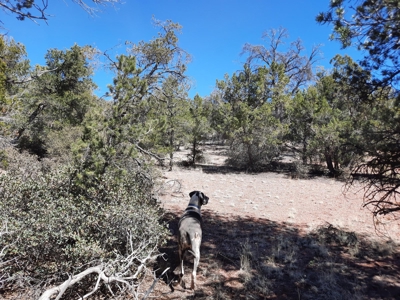 Very Secluded 37 acre off grid mountain hunting property - image 5