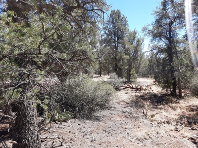Very Secluded 37 acre off grid mountain hunting property - image 6