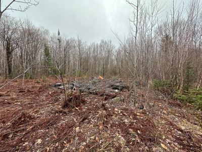 Heavily Timbered Land with Well & Septic - image 2