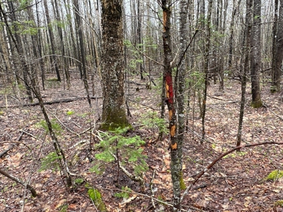 Heavily Timbered Land with Well & Septic - image 8