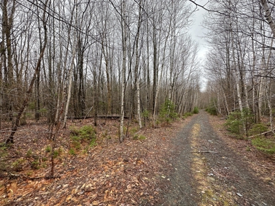 Heavily Timbered Land with Well & Septic - image 1