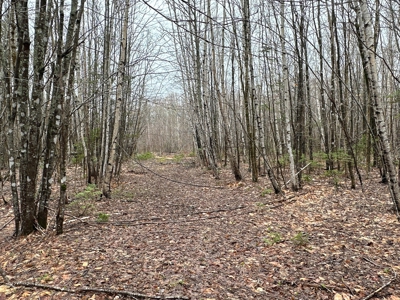 Heavily Timbered Land with Well & Septic - image 3
