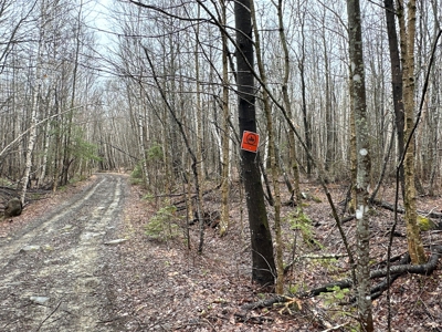Heavily Timbered Land with Well & Septic - image 7