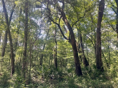 Lot On The Suwannee River In Live Oak - image 1