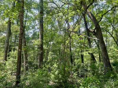Lot On The Suwannee River In Live Oak - image 5