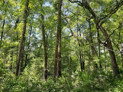Lot On The Suwannee River In Live Oak - image 2