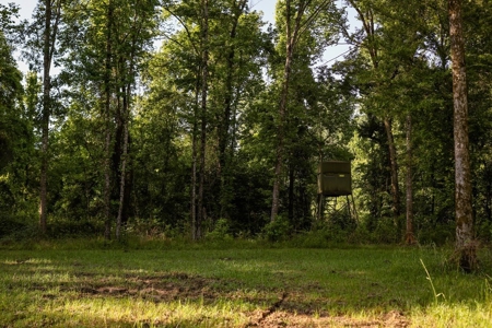 400+/- Acres with Modern Home Wilkinson County, Mississippi - image 27