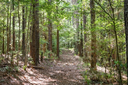 400+/- Acres with Modern Home Wilkinson County, Mississippi - image 29