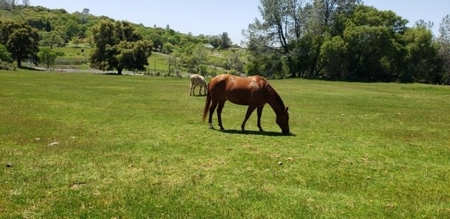 Horse Property Estate on 20+ Acres in Northern California - image 22