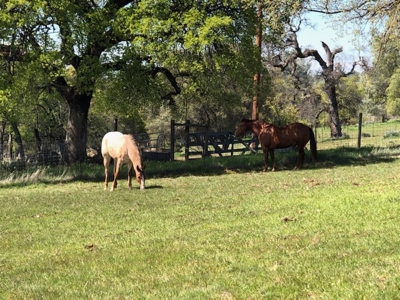 Horse Property Estate on 20+ Acres in Northern California - image 32
