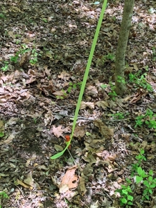 Kerr Lake's Taylor Estates In North Carolina - image 8