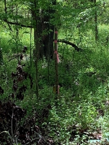 Kerr Lake's Taylor Estates In North Carolina - image 5