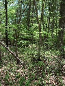 Kerr Lake's Taylor Estates In North Carolina - image 3