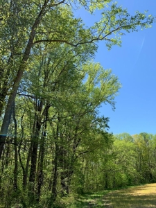 Kerr Lake's Taylor Estates In North Carolina - image 7