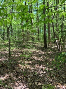 Kerr Lake's Taylor Estates In North Carolina - image 10