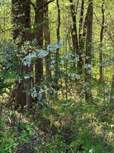 Kerr Lake's Taylor Estates In North Carolina - image 6