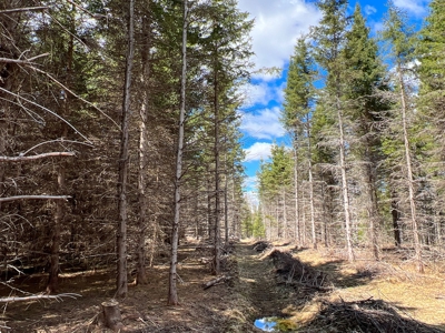 60 acres of Maine land for sale - image 10