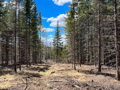 60 acres of Maine land for sale - image 11