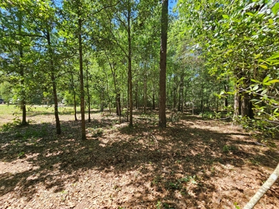 North Florida Land For Sale With Well, Spetic, And Power - image 3