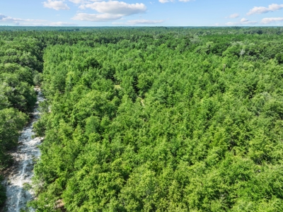 Planted Pines For Sale! High Springs Florida! - image 25