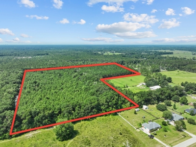 Planted Pines For Sale! High Springs Florida! - image 2